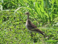 Bartramia longicauda