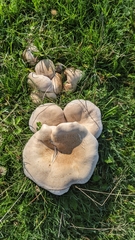 Lepista personata