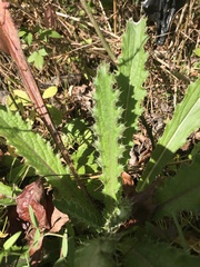 Cirsium horridulum