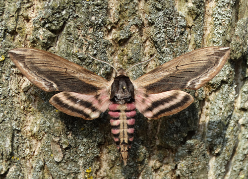 Privet Hawkmoth, photo 3 of 10