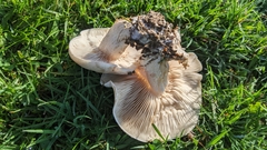 Lepista personata