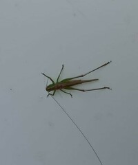 Conocephalus cinereus