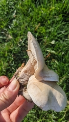 Lepista personata