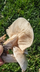 Lepista personata