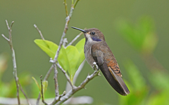 Colibri delphinae