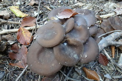 Lyophyllum