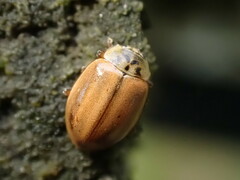 Aphidecta obliterata