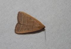 Simplicia extinctalis