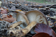 Lyophyllum