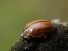 Aphidecta obliterata