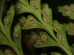 Arachniodes insularis image