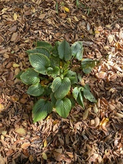 Hosta