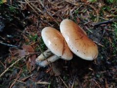 Pholiota lenta