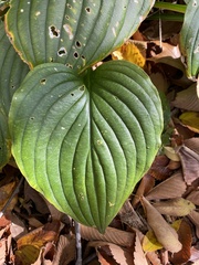 Hosta