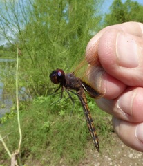 Miathyria marcella