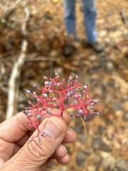 Cornus rugosa