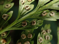 Arachniodes insularis image