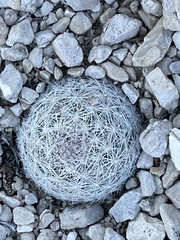 Escobaria chlorantha