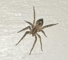 Anyphaena accentuata