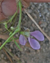 Phaseolus acutifolius