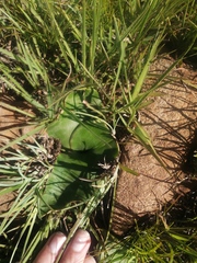 Ledebouria ovatifolia