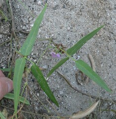 Phaseolus acutifolius