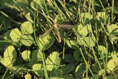 Tipula paludosa