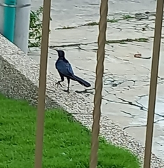 Quiscalus mexicanus