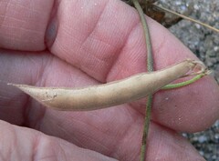 Phaseolus acutifolius