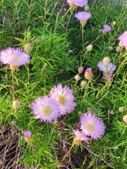 Plectocephalus chilensis