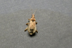 Himacerus mirmicoides