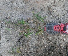 Phaseolus acutifolius