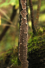 Peniophora incarnata