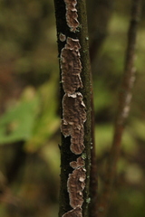 Peniophora incarnata