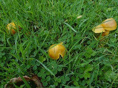 Hygrocybe quieta