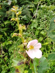 Begonia bulbillifera