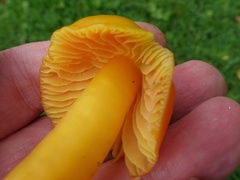 Hygrocybe quieta