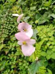 Begonia bulbillifera