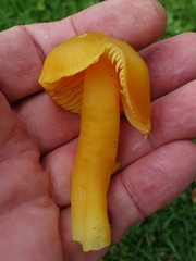 Hygrocybe quieta