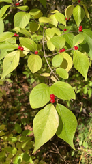 Lonicera