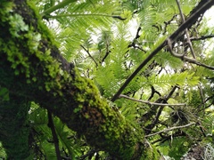 Vachellia pennatula