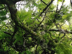 Vachellia pennatula