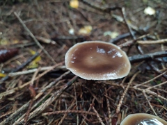 Rhodocollybia butyracea