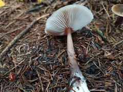 Rhodocollybia butyracea