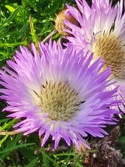 Plectocephalus chilensis