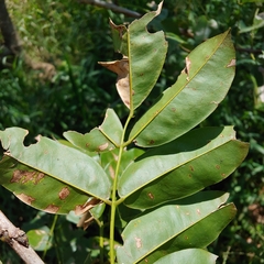 Andira inermis