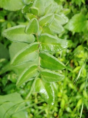 Pellaea cordifolia