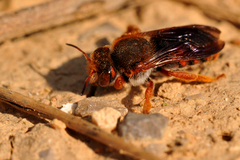 Rhodanthidium sticticum
