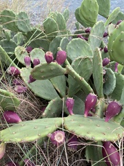 Opuntia anahuacensis