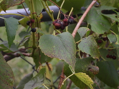 Ampelopsis cordata